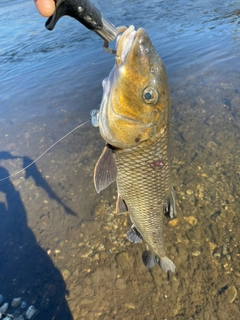 ニゴイの釣果