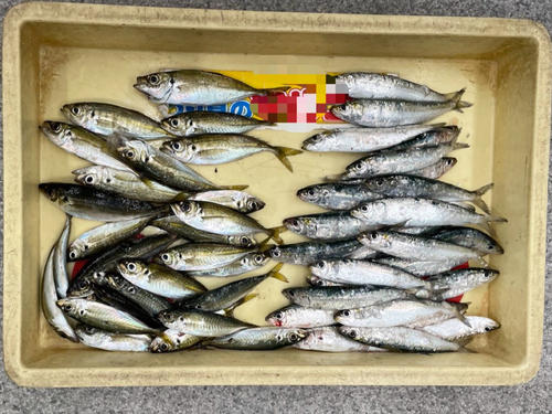 イワシの釣果