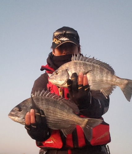 クロダイの釣果