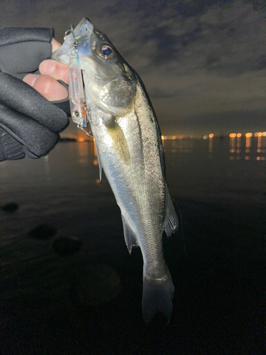 スズキの釣果