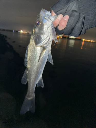 スズキの釣果