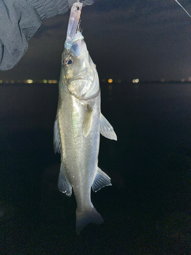 スズキの釣果