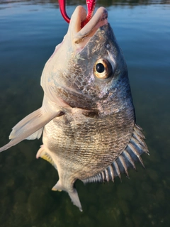 キビレの釣果