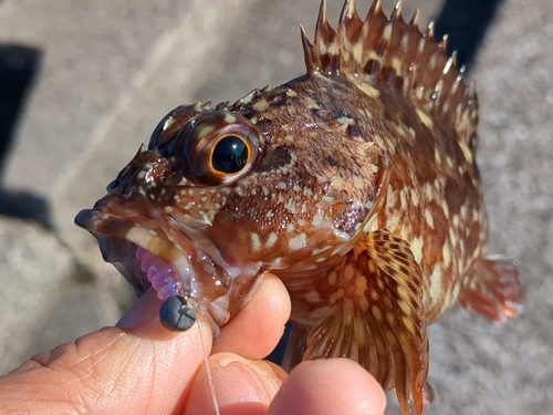 カサゴの釣果