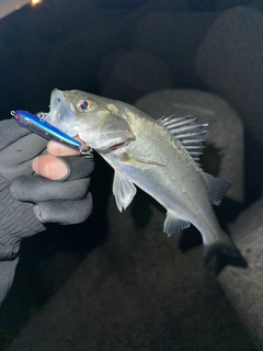 スズキの釣果