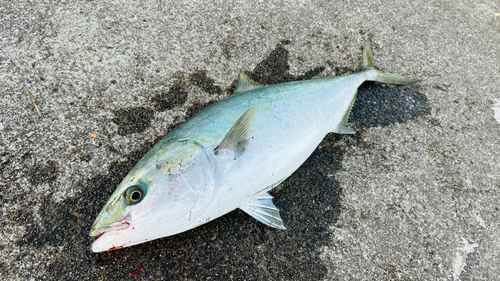 ブリの釣果