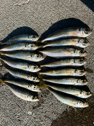 アジの釣果