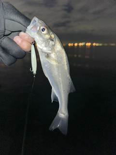 スズキの釣果