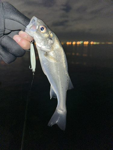 スズキの釣果