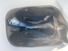 クチブトグレの釣果