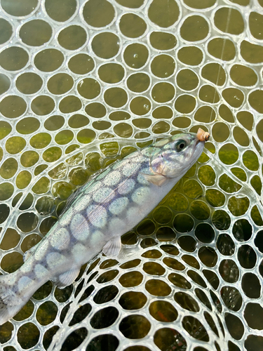 ニジマスの釣果