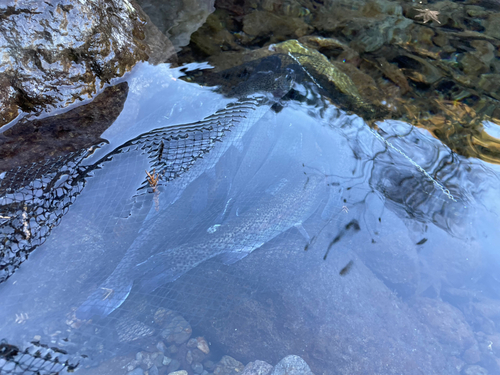 ニジマスの釣果