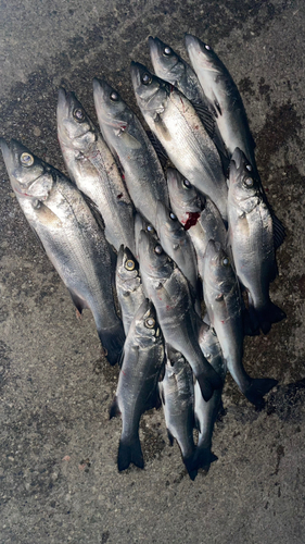 セイゴ（ヒラスズキ）の釣果