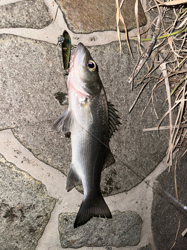 セイゴ（マルスズキ）の釣果