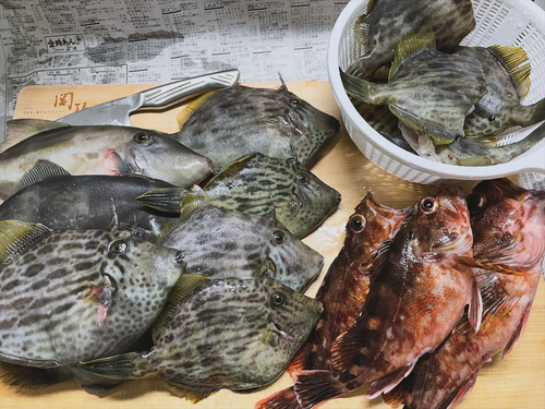 マダイの釣果