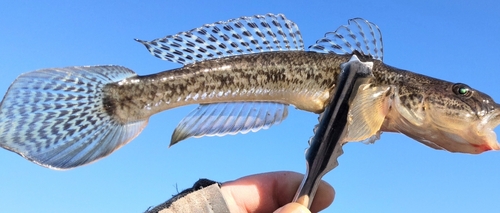 マハゼの釣果