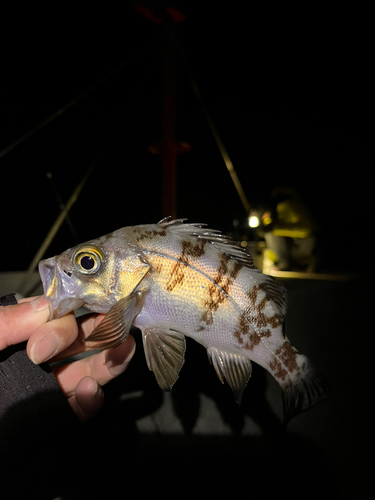 メバルの釣果