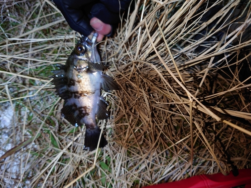 シロメバルの釣果