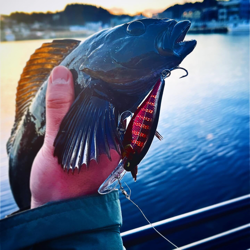 アイナメの釣果