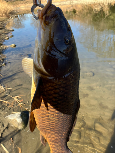 コイの釣果