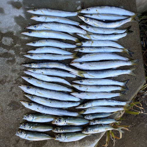 カマスの釣果