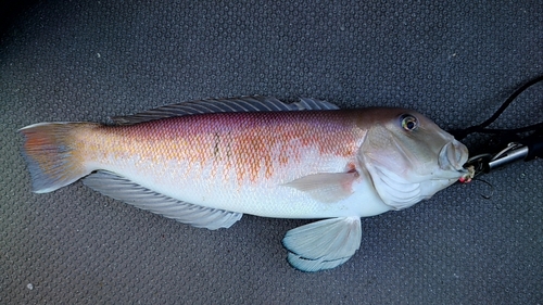 シロアマダイの釣果