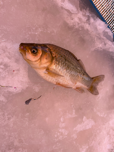 フナの釣果