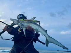 サメの釣果