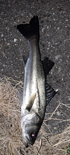 マダカ（マルスズキ）の釣果