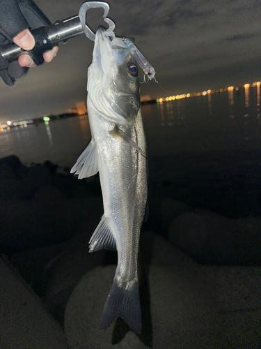 スズキの釣果