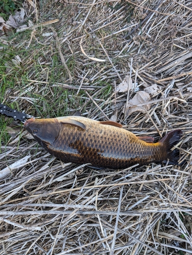 コイの釣果