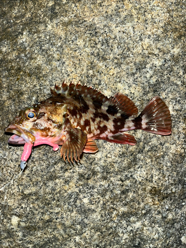 アラカブの釣果