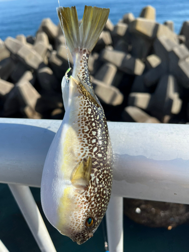 ショウサイフグの釣果