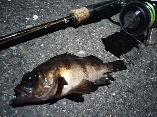 シロメバルの釣果