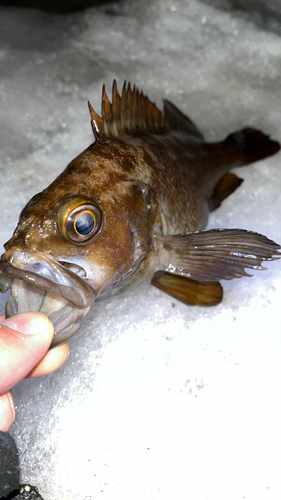 エゾメバルの釣果