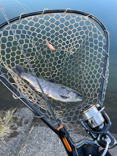 ニジマスの釣果