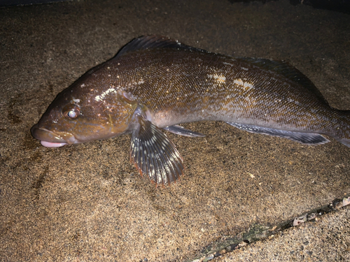 アイナメの釣果