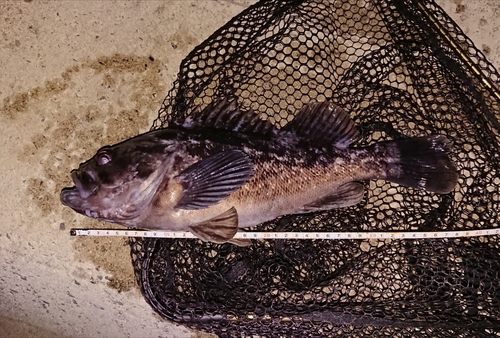 クロソイの釣果