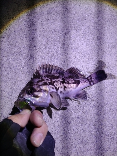 クロソイの釣果