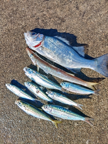 カマスの釣果