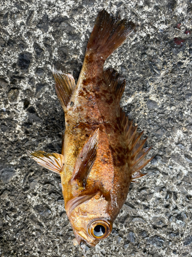 アカメバルの釣果