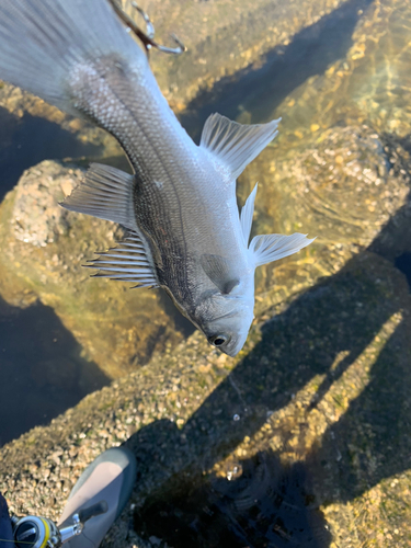 フッコ（マルスズキ）の釣果