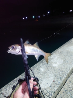 ムツの釣果