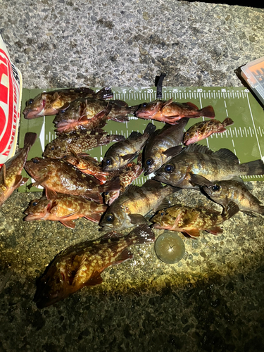 メバルの釣果