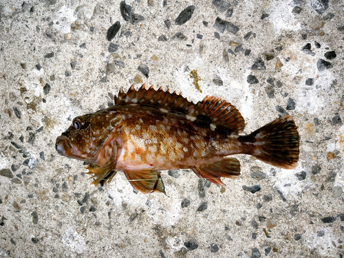 カサゴの釣果