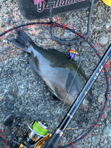 メジナの釣果