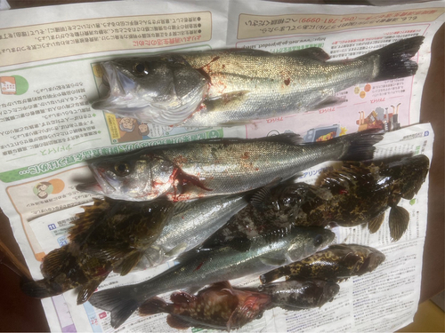 アラカブの釣果