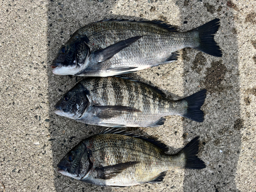 チヌの釣果