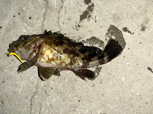 タケノコメバルの釣果