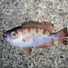 ゴマヒレキントキの釣果